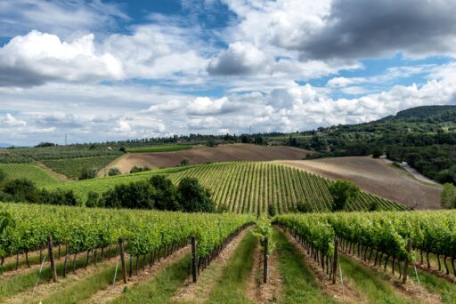 Sådan vælger du den perfekte italienske vin til din middag